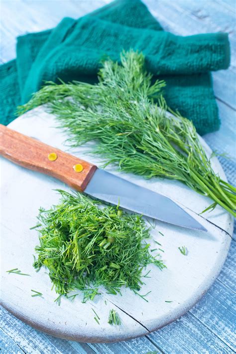 Dill plant care – our editor's guide to growing perfect dill | Livingetc