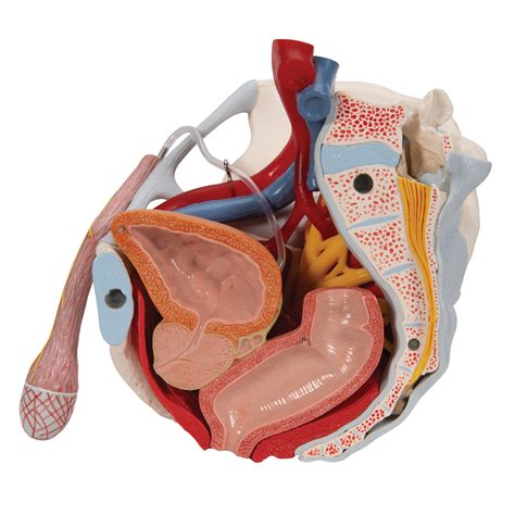 Pelvic Anatomy Ligaments The Ligaments Of The Pelvic Floor