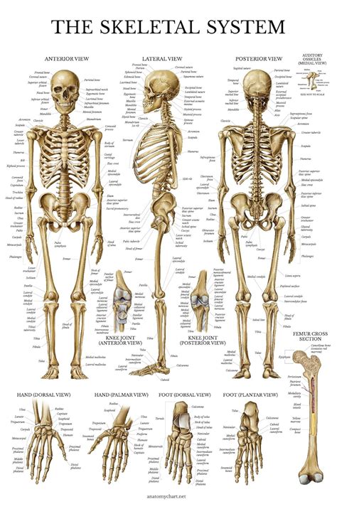 Skeletal System Anatomical Chart - LAMINATED - Human Skeleton Anatomy ...