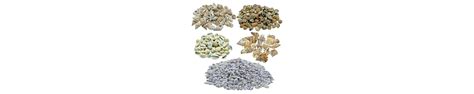 Amazon.in: Art & Craft Supplies: Seashells