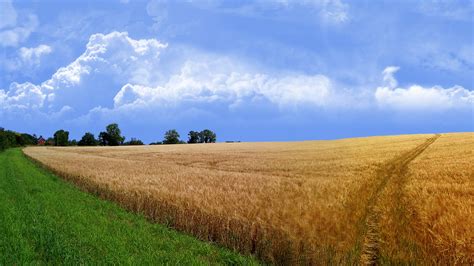 Field 图片 的图像结果