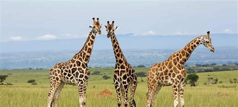 Okapi 的图像结果