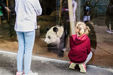Memphis Flyer | Memphis Zoo Panda Loan Agreement To End After Two Decades