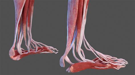 Female Musculoskeletal System Anatomy 3D | 3D Molier International