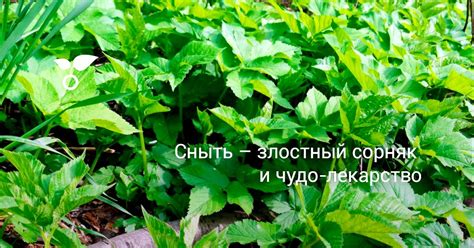 Сныть фото и описание польза и вред растение