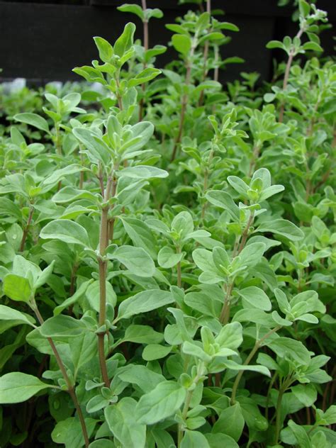 Marjoram Leaf