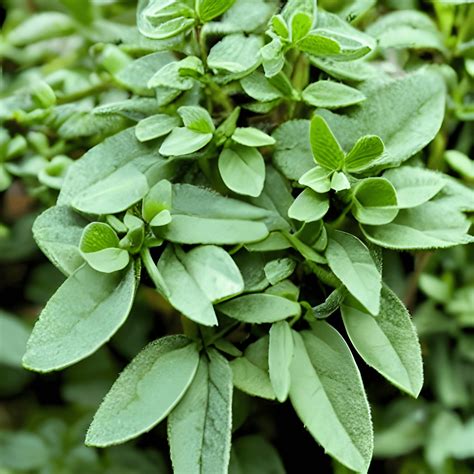 Does Oregano Oil Kill Probiotics? - Probiotic Review Girl