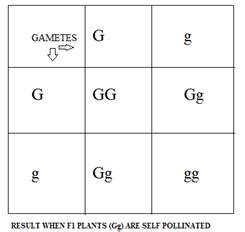 The genotype of green-stemmed tomato plants is denoted as GG and that ...