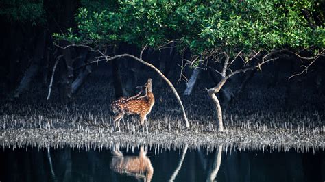 Sundarbans Forest: Your Guide Through India's Majestic Mangroves