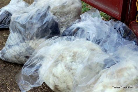 Image result for Wool Animals