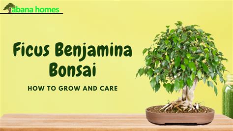 Ficus Benjamina Bonsai: How to Grow and Care – Abana Homes