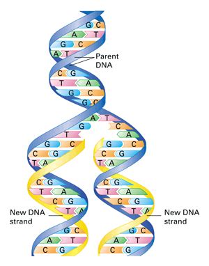 Image result for Gene Decoding