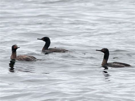 Magellanic Cormorant - eBird