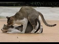 cat breeders cats in cambodia cats meeting to breed cat breeders cats in cambodia cats meeting to breed