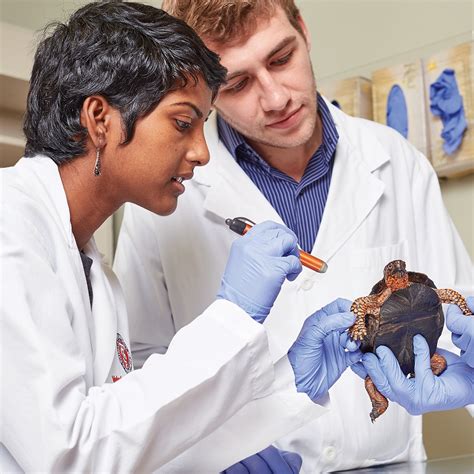 AVMA (American Veterinary Medical Association) on LinkedIn: Veterinary ...