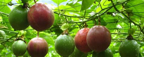 盆栽百香果的种植和管理方法_宾农网