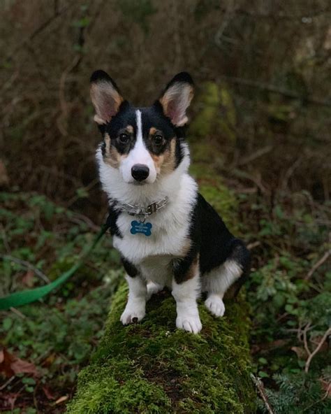 tri color pembroke welsh corgi for sale - Halina Kong