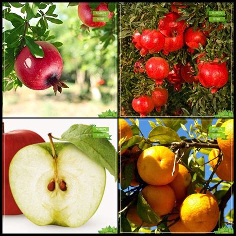 Creative Farmer Planting Seeds Combo Fruit : Pomagranate, Pomagranate ...