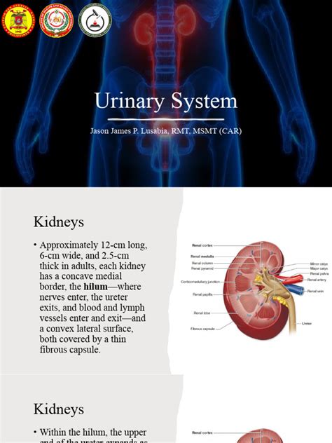 Image result for Urinary System.pdf