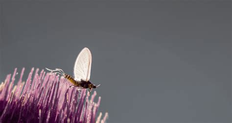 Image result for PMD Fly Pattern