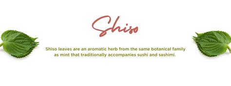 Shiso - Health Benefits, Uses and Important Facts - PotsandPans India
