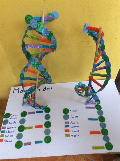 Image result for DNA Models Made Easy