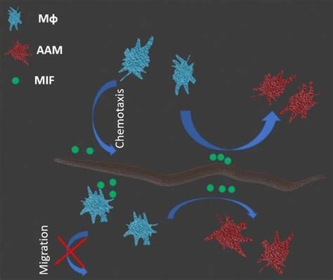 Pathogens | Special Issue : Immune Response of the Host and Vaccine ...