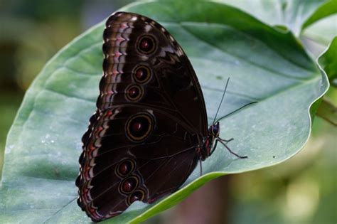 黑蝴蝶昆虫图片 - 站长素材