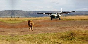 3 Days Flying Safari Package From Nairobi or Mombasa to Masai Mara ...