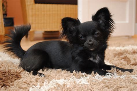 Black Long Haired Chihuahua