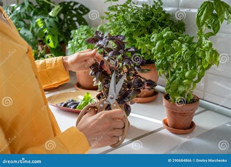 How To Prune Fresh Basil
