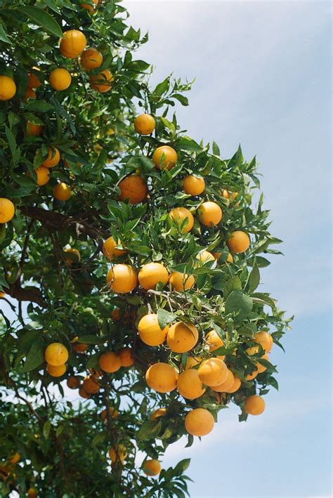 The Swanner House, San Juan Capistrano — With Love by Katie