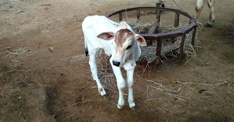 Cow In Madhya Pradesh Gives Birth To Twin Calves, Owner Names Them BJP ...