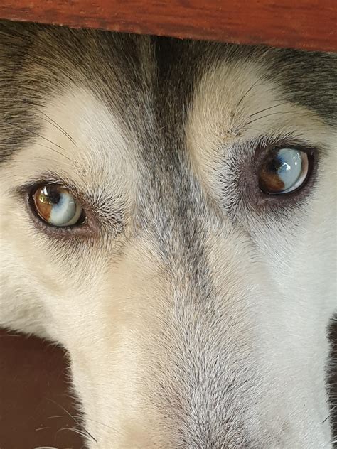 Sectoral Heterochromia Dog