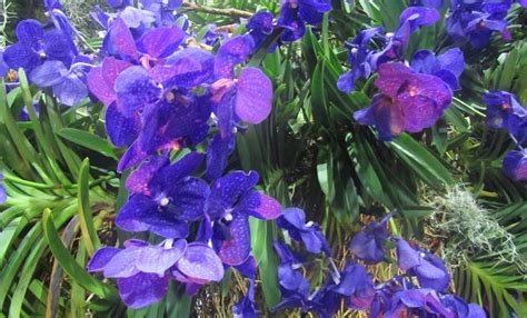 D'source Design Gallery on Orchid Conference 3 - Orchid | D'source ...