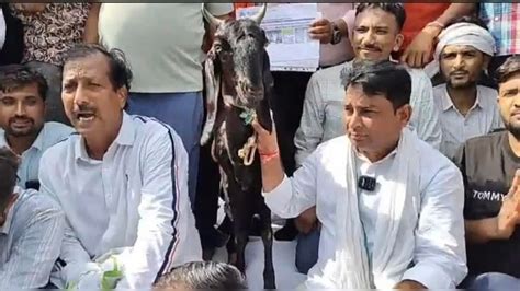 Rajasthan Politics: सरकार के गले की फांस बनीं नरेश मीणा के साथ अनशन में ...