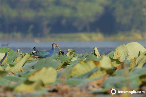 Grey Headed Swamphen Or Purple Swamphen | Lensmagik.com