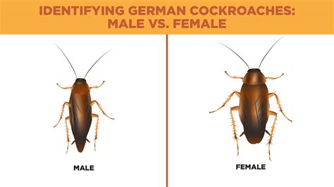 Invincible Insects: How To Get Rid of German Cockroaches - Lloyd Pest ...