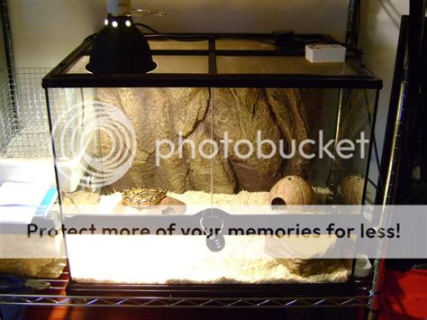 Cool Ball Python Setups 的图像结果