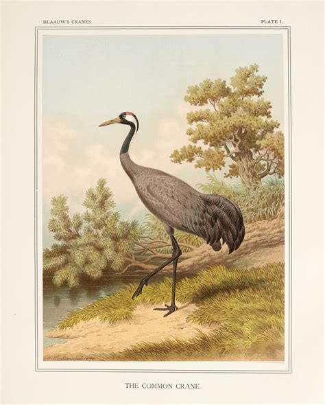 A monograph of the cranes, Leiden, 1897, original pictorial cloth gilt ...
