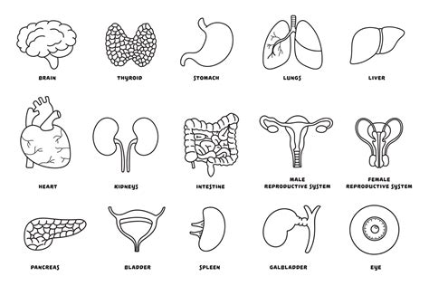 Hand drawn Vector illustration Set of human internal organs 17227381 Vector Art at Vecteezy