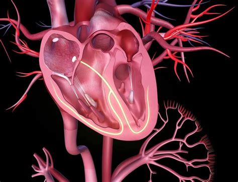 心脏影像诊断-查心脏到心影-日本权威心脏精密检查机构