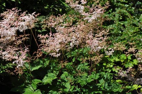 Rodgersia podophylla - Koreabronseblad | Botanical Garden - Natural ...