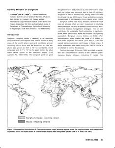 Downy Mildew of Sorghum - OAR@ICRISAT