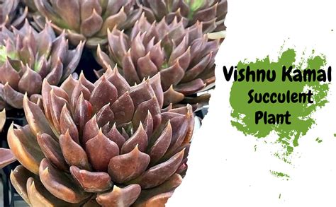 Laxmi/Lakshmi Kamal Original Succulent Live Plant With Plastic Pot For ...