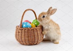 Image result for Cute Bunny in a Basket
