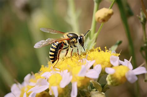 百花齐放蜜蜂采花高清图片下载-正版图片600747156-摄图网