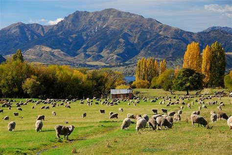 5 FAKTA MENARIK TENTANG NEW ZEALAND - Education Republic