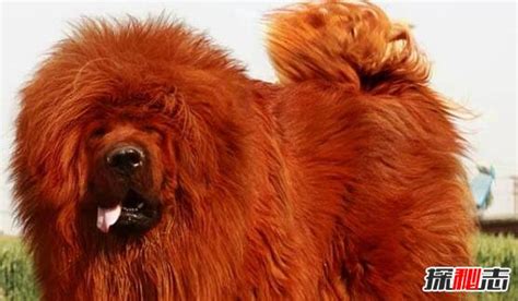 世界上最贵的藏獒，纯红藏獒江山一片红卖出天价(1580万)_小狼观天下