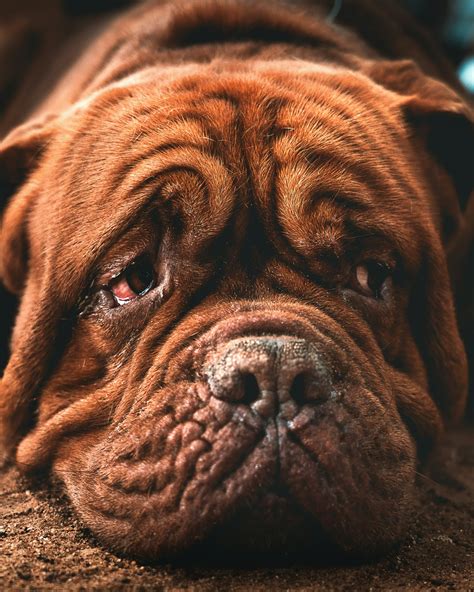 Why Do Dogs Cry?